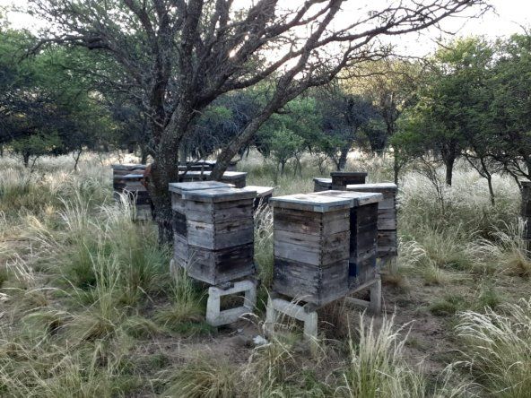 Senasa prohibe fipronil en productos para apicultura.&nbsp;