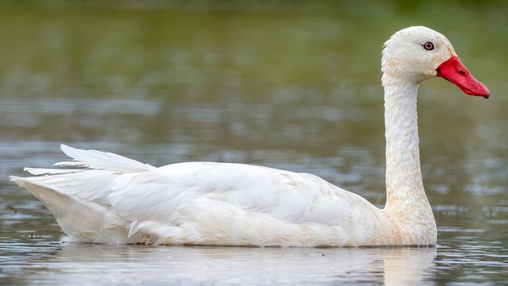 Los casos de influenza aviar en Uruguay sólo se han detectado en cisnes coscoroba. Los casos de influenza aviar en Uruguay sólo se han detectado en cisnes coscoroba.
