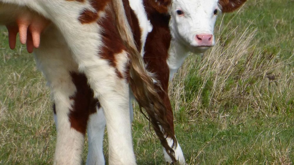 Reproducción bovina. Cada aborto impacta directo en los índices de destete. Reproducción bovina. Cada aborto impacta directo en los índices de destete.