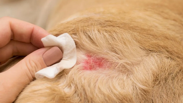 Perro. Vigilancia veterinaria, notificación obligatoria y manejo adecuado son indispensables.