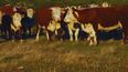 INTA y Argentina impulsan carne sustentable con mayor productividad.