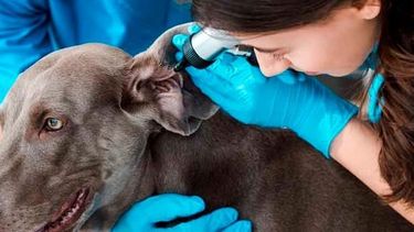 La salud auditiva en perros es clave, y la microbiota ótica juega un rol fundamental en la prevención y tratamiento de la otitis canina.