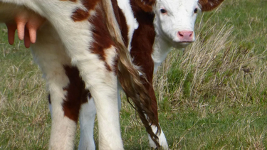 Reproducción bovina. Cada aborto impacta directo en los índices de destete.