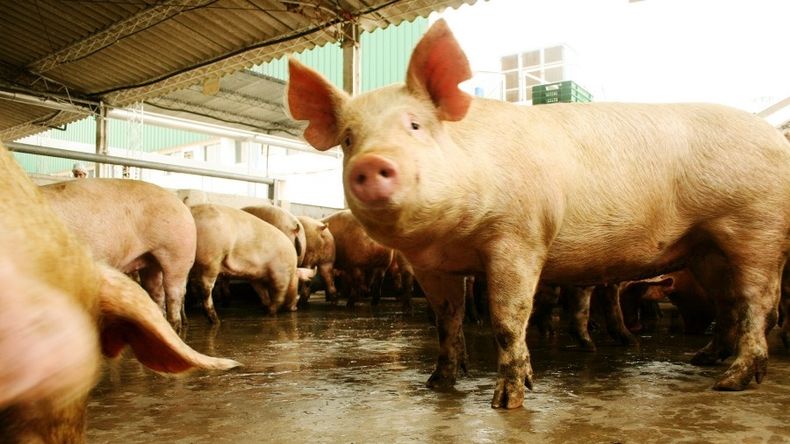 Ante el riesgo de triquinosis, el Ministerio de Salud de Neuquén recomendó evitar la compra de productos elaborados con cerdo o de algunos animales silvestres que no tengan etiqueta de origen y habilitación bromatológica.