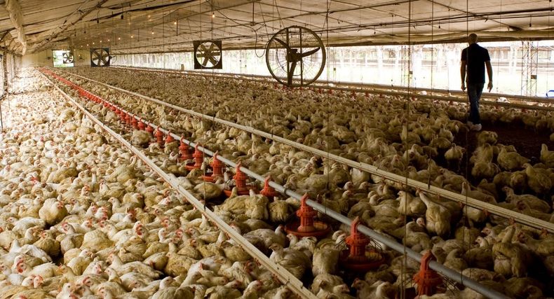 Argentina se mantienecomo país libre de enfermedad de Newcastle desde 1987.