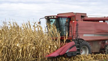 Se puede prever unaproducción de maíz temprano de 22,9 millones de toneladas y demaíz tardío de 36,1 Mt.