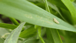 Manejo. Es necesario más monitoreo y estrategias para no repetir el ciclo 2023/24. Manejo. Es necesario más monitoreo y estrategias para no repetir el ciclo 2023/24.