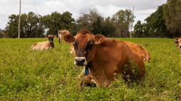 Claves científicas para entender la brucelosis bovina. Claves científicas para entender la brucelosis bovina.