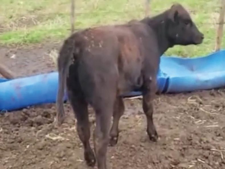 Bovinos y el consumo de monensina.