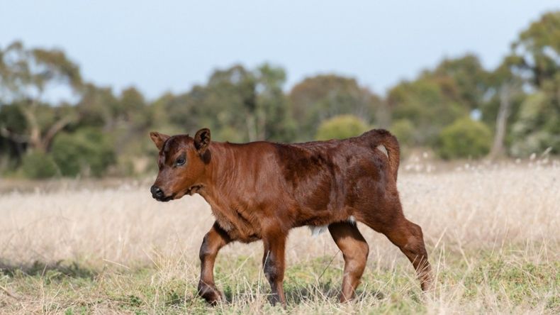 Terneros centinela permiten confirmar la ausencia de fiebre aftosa.