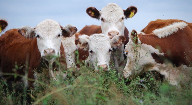 Baja el porcentaje de preñez bovina.