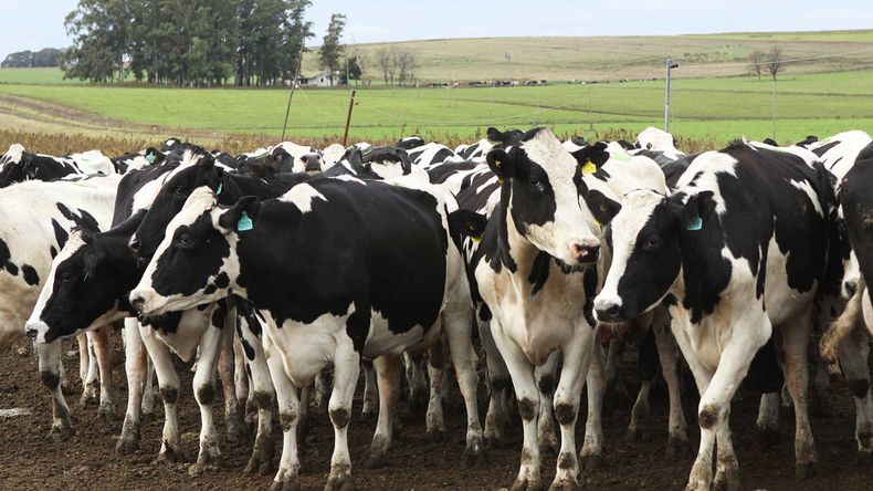 La producción láctea mostró su mejor primer trimestre en años.