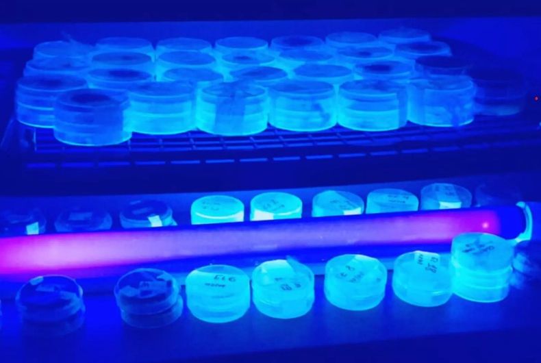El estudio busca identificar genes clave en la defensa contra enfermedades.