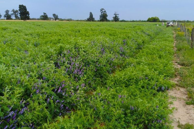 Los forrajes de invierno sostienen la alimentación del rodeo.