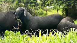 Producción ovina: Santa Inés mostró su potencial carnicero y reproductivo.