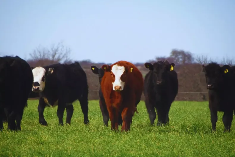 Liliana INTA&nbsp; mantiene unaaltísima tasa de crecimiento durante el invierno
