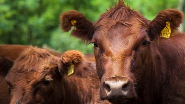 INTA Balcarce investiga la expansión de la anaplasmosis bovina en Buenos Aires.