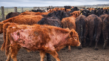 Hay una necesidad real de proteger los rodeos de amenazas como la sarna bovina.