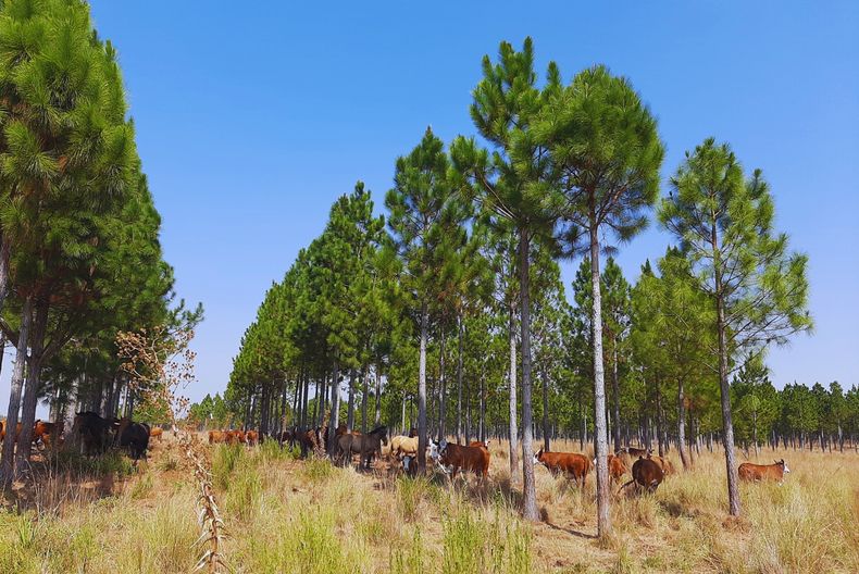 Los investigadoresevalúan cómo responden los sistemas silvopastoriles frente al cambio climático como la sequía.