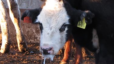 El Complejo Respiratorio Bovino, un problema siempre presente en los engordes.&nbsp;