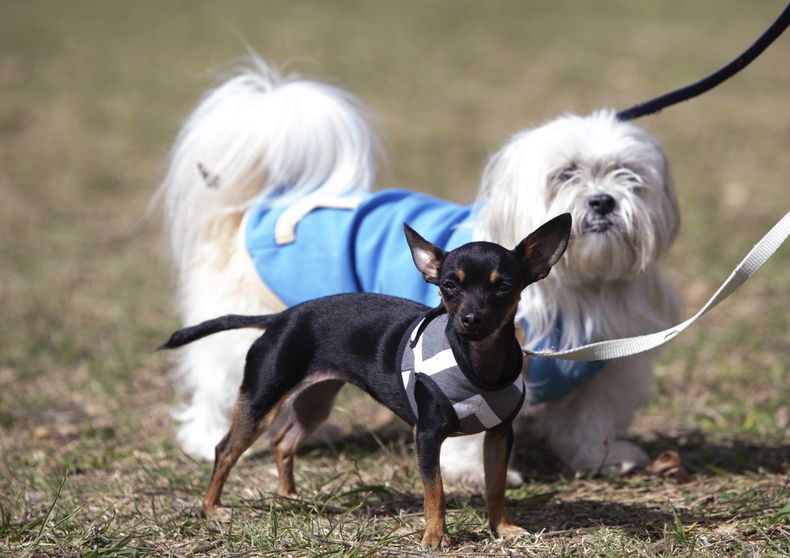 La humanización de los animales de compañía les genera un gran estado de ansiedad.