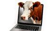 El equipo de Rumiantes de Ceva busca contribuir al desarrollo de una producción agropecuaria sostenible en Argentina.