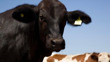 Nueva etapa en la regulación del manejo de bovinos.