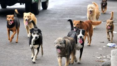 Rabia canina. El gran desafío radica en que&nbsp;la relación entre personas y perros comunitarios desafía los modelos tradicionales de control.