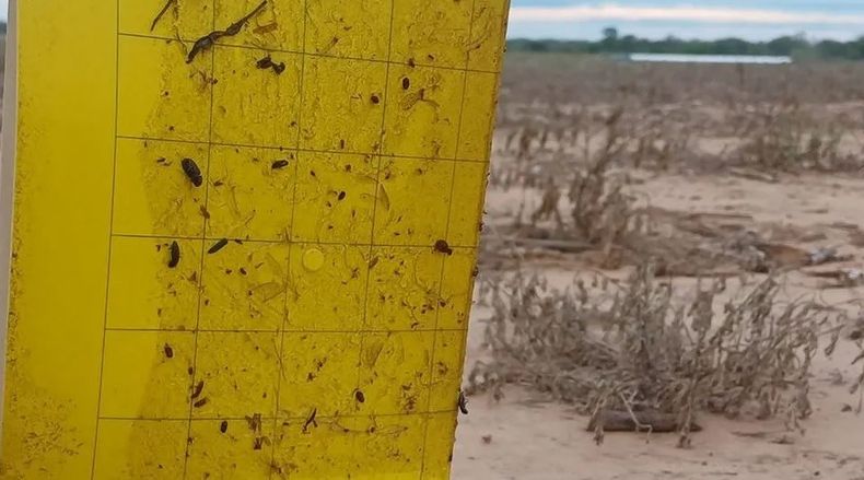 El relevamiento sobre chicharrita fue en 434 localidades del NOA, NEA, Litoral, Centro-Norte y Centro-Sur del país.