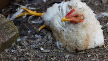 La enfermedad de Newcastle provoca parálisis en las avens, entre otros síntomas.