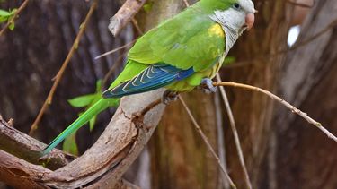 La distribución de la psitacosis sigue la ruta del comercio clandestino de aves silvestres.