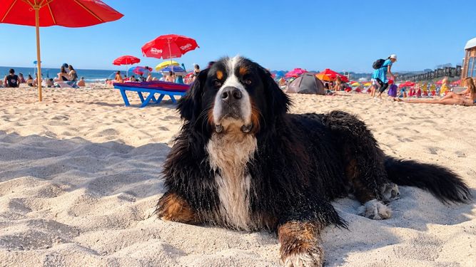 Senasa digitaliza Certificados veterinarios para viajes de animales.