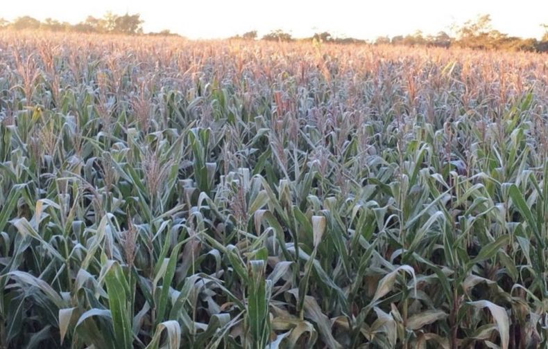 Clima. El panorama del INTA anuncia el ingreso de una masa de aire polar desde la Patagonia