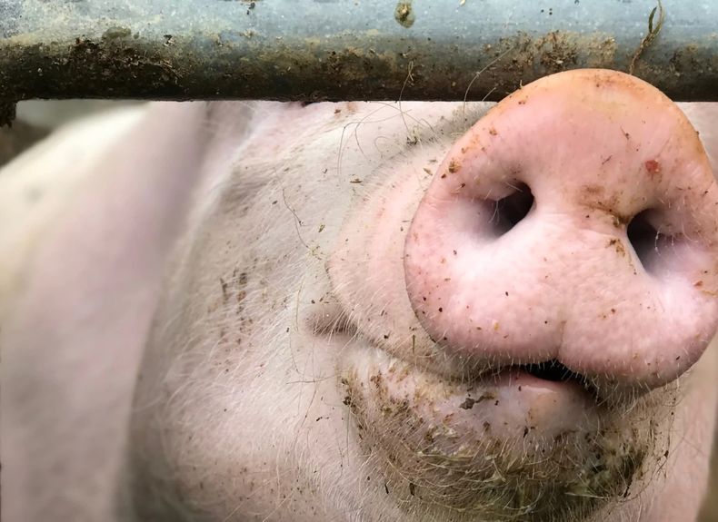 Porcinos. Es preciso balancear el bienestar animal, eficiencia y calidad.