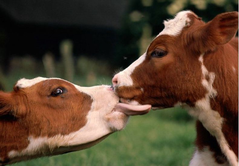 Bioseguridad. Si no se controla, el animal recién llegado puede transmitir enfermedades a los locales.&nbsp;