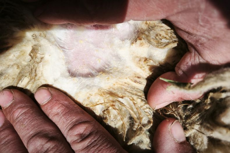La sarna ovina, una de las principales preocupaciones de los ganaderos de la Patagonia.