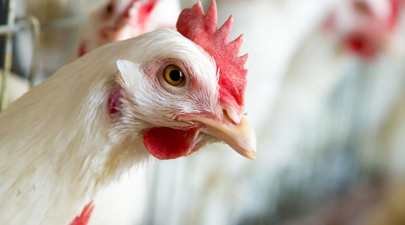 Avicultura. El hígado graso es un enemigo silencioso en las gallinas ponedoras.