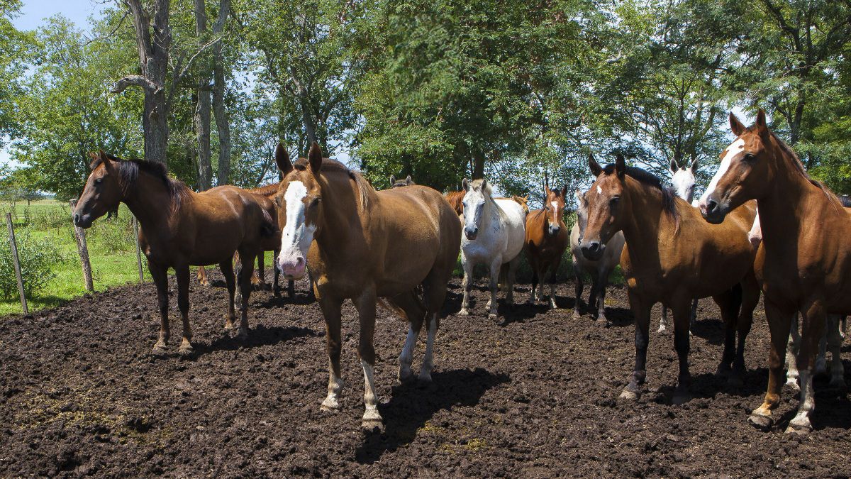 Encefalomielitis Equina: Nuevas Medidas Del Senasa