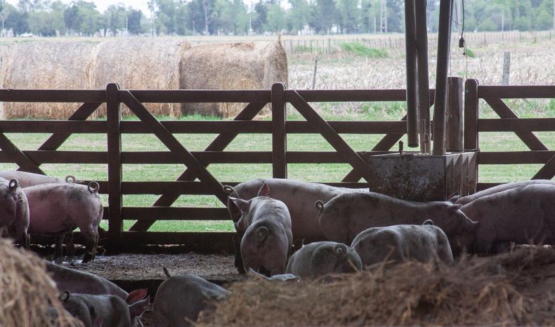 Se realizó realizó un ejercicio de simulación de campo a escala completa para las enfermedades de los porcinos.