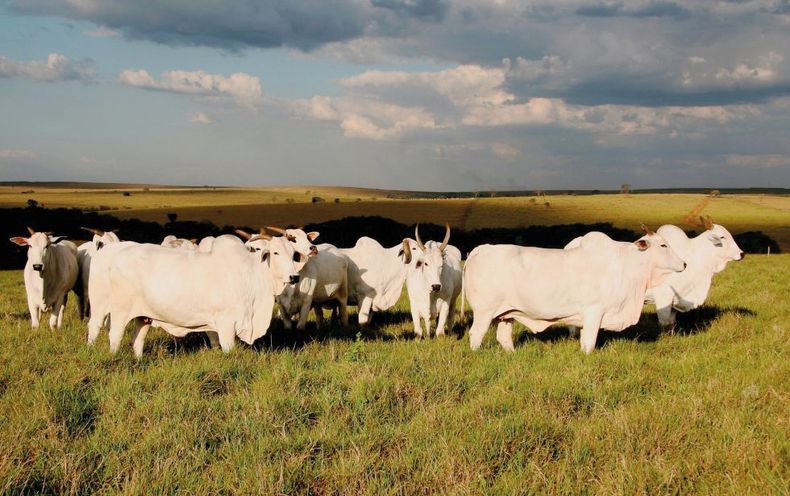 Los parásitos pueden afectar hasta un 20% en la ganancia de peso de los animales.