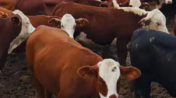 Diagnóstico temprano de preñez: más eficiencia reproductiva para el rodeo bovino. Diagnóstico temprano de preñez: más eficiencia reproductiva para el rodeo bovino.