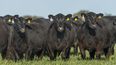 INTA presentó resultados de un estudio sobre cría bovina de la Cuenca del Salado. INTA presentó resultados de un estudio sobre cría bovina de la Cuenca del Salado.