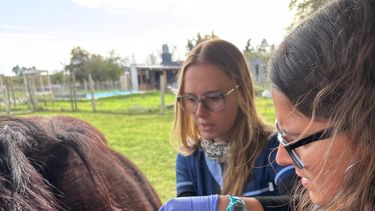 Motivar | fisioterapia en equinos (2).jpg