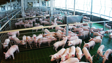 Carnes porcinas argentinas y un nuevo mercado en expansión.&nbsp;