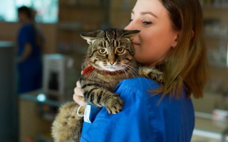 En Estados Unidos se multiplican los casos de influenza aviar en felinos.