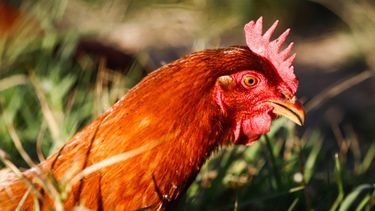 La vigilancia sanitaria es clave para contener la Influenza Aviar y proteger la avicultura regional.