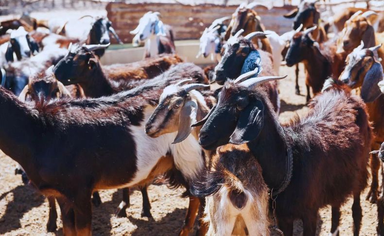 El nuevo desarrollo del INTA reporta beneficios directos para los productores caprinos y veterinarios.