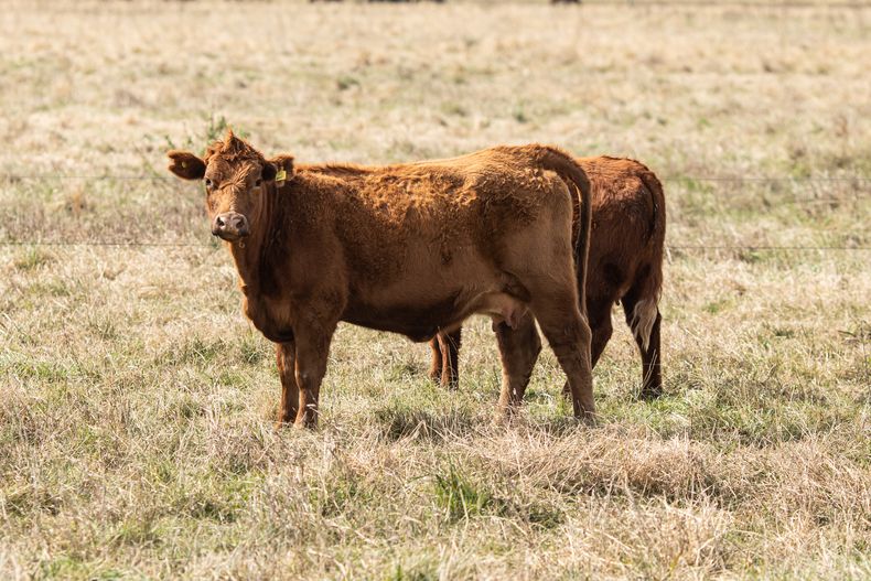 CDV invirtió U$S 5 millones en ofrecer la vacuna de brucelosis bovina al mercado local.