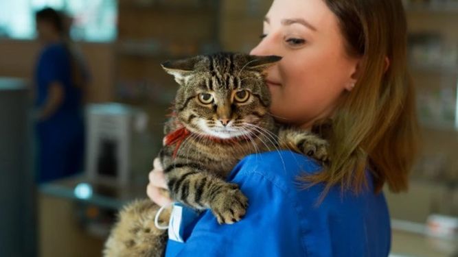 Manejo avanzado del shock en felinos críticos.