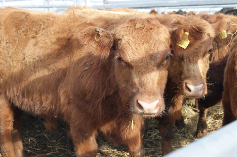 El 70% de los productores encuestados por CREA esperan que los mercados ganaderos repunten dentro de un año.